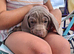 Miniature Dachshund