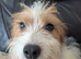 Pure Bred Jack Russell Girl 14 mths old.