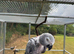 Silly tame African grey