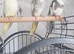 3 young cockatiels