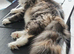 Proven mainecoon