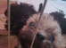 10 week old Chihuahua x shihpoo puppies