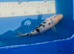 Shiro Bekko koi 21cm