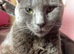 Sheba looking for loving home