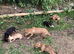 Chihuahuajack puppies for sale