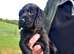 Cocker Spaniel Puppies