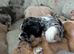 Bullmastiff cross old tyme bulldog