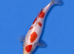Japanese Koi Sale