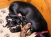 Two Beautiful mini dauchaund boy puppies