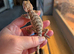 Baby bearded dragons ready now