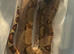 SUPER HYPO (dwarf)