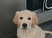 kc registered Golden retriever pappys cornwall