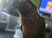 Green cheeky conure