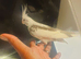 Hand reared Baby cockatiels available