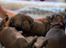 Four stunning puppies