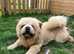 Cream rough coat chow chow for stud