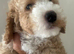 Cockapoo