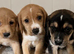 Beagle x labs ready now