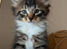 8 week old kittens READY TO LEAVE