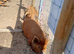 Kune Kune Pigs