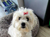 Beautiful Cavapooshon puppies.