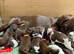 Outstanding German Shorthaired Pointer Puppies