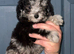 5 stunning toy poodles