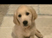 GOLDEN RETRIEVER PUPPIES - BANGOR NORTHERN IRELAND