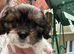 Toy Cavapoo x