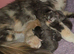 Kittens ready 17/10/26