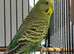Bonded pair young cocks