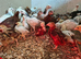Rhode Island Red & light Sussex chickens