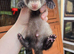 Ferret kits