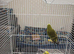 Young budgies pair in London