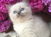 Ragdoll kittens fully vaccinated registered and insured £500