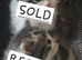 5 Siberian Kittens - 1 Reserved