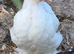 Pekins for sale