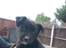 German Shepherd cross Belgian mali