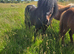 Stunning shetland gelding