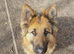 German shephard girl