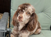 Chocolate Merle Toy Poodle For Stud SHORT NOTICE AVAILABLE in Leicestershire