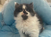 Adorable Maine Coon /Ragdoll Male Kitten