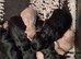 I have 4 Beautiful Cockerpoo x Poodle puppies