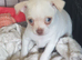 Chihuahua puppies ready now Alford Lincolnshire