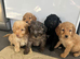 Stunning F1B cockapoo pups