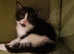 Mum & kitten.in desperate need of home together