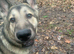 Qitmir is looking for a new home ASAP