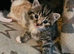 Maine coon cross kittens