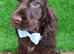 Gorgeous Cocker Spaniels
