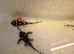 Zebra Plecos - L046